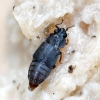 Trumpasparnis - Megarthrus depressus | Fotografijos autorius : Kazimieras Martinaitis | © Macrogamta.lt | Šis tinklapis priklauso bendruomenei kuri domisi makro fotografija ir fotografuoja gyvąjį makro pasaulį.
