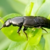 Trumpasparnis - Ocypus fuscatus | Fotografijos autorius : Romas Ferenca | © Macrogamta.lt | Šis tinklapis priklauso bendruomenei kuri domisi makro fotografija ir fotografuoja gyvąjį makro pasaulį.