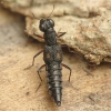 Trumpasparnis - Stenus bimaculatus | Fotografijos autorius : Vidas Brazauskas | © Macrogamta.lt | Šis tinklapis priklauso bendruomenei kuri domisi makro fotografija ir fotografuoja gyvąjį makro pasaulį.