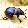 Trypocopris vernalis - Žvilgantysis mėšlavabalis | Fotografijos autorius : Romas Ferenca | © Macrogamta.lt | Šis tinklapis priklauso bendruomenei kuri domisi makro fotografija ir fotografuoja gyvąjį makro pasaulį.