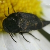 Tumbling flower beetle - Variimorda faciata  | Fotografijos autorius : Gintautas Steiblys | © Macronature.eu | Macro photography web site