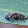 Tumbling flower beetle - Variimorda villosa | Fotografijos autorius : Darius Baužys | © Macronature.eu | Macro photography web site
