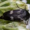 Tumbling flower beetle - Variimorda villosa | Fotografijos autorius : Žilvinas Pūtys | © Macronature.eu | Macro photography web site