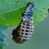 Tuopinis gluosninukas - Chrysomela populi, lėliukė | Fotografijos autorius : Romas Ferenca | © Macrogamta.lt | Šis tinklapis priklauso bendruomenei kuri domisi makro fotografija ir fotografuoja gyvąjį makro pasaulį.