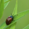 Tuopinis gluosninukas - Chrysomela populi | Fotografijos autorius : Vidas Brazauskas | © Macrogamta.lt | Šis tinklapis priklauso bendruomenei kuri domisi makro fotografija ir fotografuoja gyvąjį makro pasaulį.