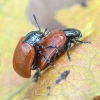 Tuopinis gluosninukas - Chrysomela populi | Fotografijos autorius : Kazimieras Martinaitis | © Macrogamta.lt | Šis tinklapis priklauso bendruomenei kuri domisi makro fotografija ir fotografuoja gyvąjį makro pasaulį.