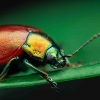 Mėtinis puošnys - Chrysolina polita | Fotografijos autorius : Mindaugas Leliunga | © Macrogamta.lt | Šis tinklapis priklauso bendruomenei kuri domisi makro fotografija ir fotografuoja gyvąjį makro pasaulį.