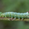 Tuopinis kuodis - Pheosia tremula, vikšras | Fotografijos autorius : Žilvinas Pūtys | © Macrogamta.lt | Šis tinklapis priklauso bendruomenei kuri domisi makro fotografija ir fotografuoja gyvąjį makro pasaulį.