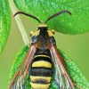 Tuopinis stiklasparnis - Sesia apiformis | Fotografijos autorius : Gintautas Steiblys | © Macrogamta.lt | Šis tinklapis priklauso bendruomenei kuri domisi makro fotografija ir fotografuoja gyvąjį makro pasaulį.