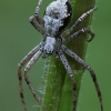 Turf running-spider - Philodromus cespitum  | Fotografijos autorius : Gintautas Steiblys | © Macronature.eu | Macro photography web site