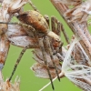 Turf running-spider - Philodromus cespitum | Fotografijos autorius : Gintautas Steiblys | © Macronature.eu | Macro photography web site