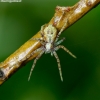 Turf running-spider - Philodromus cespitum | Fotografijos autorius : Romas Ferenca | © Macronature.eu | Macro photography web site