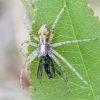Turf running-spider - Philodromus cespitum | Fotografijos autorius : Kazimieras Martinaitis | © Macronature.eu | Macro photography web site