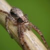 Turf running-spider - Philodromus cespitum | Fotografijos autorius : Vidas Brazauskas | © Macronature.eu | Macro photography web site