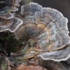 Įvairiaspalvė kempė - Trametes versicolor | Fotografijos autorius : Vytautas Gluoksnis | © Macronature.eu | Macro photography web site