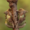 Žaliasis juostuotasis žvilgūnas - Diachrysia stenochrysis & Žaliasis žvilgūnas - Diachrysia chrysitis | Fotografijos autorius : Arūnas Eismantas | © Macronature.eu | Macro photography web site