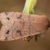 Twin-spotted quaker - Anorthoa [=Orthosia] munda | Fotografijos autorius : Žilvinas Pūtys | © Macronature.eu | Macro photography web site