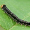 Twin-spotted quaker - Anorthoa munda, young caterpillar | Fotografijos autorius : Gintautas Steiblys | © Macronature.eu | Macro photography web site