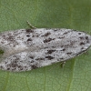 Twirler Moth - Chionodes electella | Fotografijos autorius : Žilvinas Pūtys | © Macronature.eu | Macro photography web site