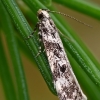 Twirler Moth - Chionodes electella | Fotografijos autorius : Gintautas Steiblys | © Macronature.eu | Macro photography web site