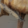 Twirler Moth - Mesophleps trinotella | Fotografijos autorius : Gintautas Steiblys | © Macronature.eu | Macro photography web site