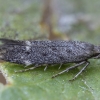 Rūgštyninė neofrizerija - Neofriseria peliella | Fotografijos autorius : Žilvinas Pūtys | © Macronature.eu | Macro photography web site