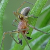 Two-clawed hunting spider - Cheiracanthium erraticum ♂ | Fotografijos autorius : Gintautas Steiblys | © Macronature.eu | Macro photography web site