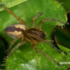 Two-clawed hunting spider - Cheiracanthium erraticum  | Fotografijos autorius : Gintautas Steiblys | © Macronature.eu | Macro photography web site