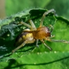 Two-clawed hunting spider - Cheiracanthium erraticum | Fotografijos autorius : Oskaras Venckus | © Macronature.eu | Macro photography web site