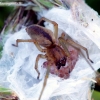 Two-clawed hunting spider - Cheiracanthium erraticum | Fotografijos autorius : Algirdas Vilkas | © Macronature.eu | Macro photography web site