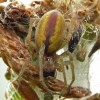 Two-clawed hunting spider - Cheiracanthium erraticum | Fotografijos autorius : Darius Baužys | © Macronature.eu | Macro photography web site