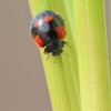 Two-spotted ladybird - Adalia bipunctata | Fotografijos autorius : Agnė Našlėnienė | © Macronature.eu | Macro photography web site