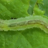 Uodas - Cylindrotoma distinctissima, lerva | Fotografijos autorius : Žilvinas Pūtys | © Macrogamta.lt | Šis tinklapis priklauso bendruomenei kuri domisi makro fotografija ir fotografuoja gyvąjį makro pasaulį.