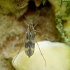 Uodas - Ditomyia fasciata | Fotografijos autorius : Romas Ferenca | © Macrogamta.lt | Šis tinklapis priklauso bendruomenei kuri domisi makro fotografija ir fotografuoja gyvąjį makro pasaulį.