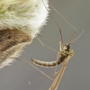 Žieminis uodas - Trichocera sp. | Fotografijos autorius : Gintautas Steiblys | © Macrogamta.lt | Šis tinklapis priklauso bendruomenei kuri domisi makro fotografija ir fotografuoja gyvąjį makro pasaulį.