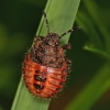 Uoginė skydblakė - Dolycoris baccarum, nimfa | Fotografijos autorius : Gintautas Steiblys | © Macrogamta.lt | Šis tinklapis priklauso bendruomenei kuri domisi makro fotografija ir fotografuoja gyvąjį makro pasaulį.