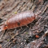 Vėdarėlio jauniklis | Fotografijos autorius : Gintautas Steiblys | © Macrogamta.lt | Šis tinklapis priklauso bendruomenei kuri domisi makro fotografija ir fotografuoja gyvąjį makro pasaulį.