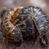 Vėdarėlis - Armadillidium pulchellum | Fotografijos autorius : Žilvinas Pūtys | © Macrogamta.lt | Šis tinklapis priklauso bendruomenei kuri domisi makro fotografija ir fotografuoja gyvąjį makro pasaulį.