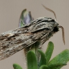 Vėlyvasis naktinukas - Asteroscopus sphinx | Fotografijos autorius : Gintautas Steiblys | © Macrogamta.lt | Šis tinklapis priklauso bendruomenei kuri domisi makro fotografija ir fotografuoja gyvąjį makro pasaulį.