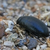 Juodvabalis - Zophosis punctata  | Fotografijos autorius : Gintautas Steiblys | © Macrogamta.lt | Šis tinklapis priklauso bendruomenei kuri domisi makro fotografija ir fotografuoja gyvąjį makro pasaulį.