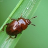 Kerpvabalis - Leiodes sp. | Fotografijos autorius : Vidas Brazauskas | © Macrogamta.lt | Šis tinklapis priklauso bendruomenei kuri domisi makro fotografija ir fotografuoja gyvąjį makro pasaulį.