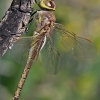 Vagrant emperor - Anax ephippiger ♀ | Fotografijos autorius : Gintautas Steiblys | © Macronature.eu | Macro photography web site