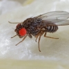 Vaisinė muselė - Drosophila hydei | Fotografijos autorius : Gintautas Steiblys | © Macrogamta.lt | Šis tinklapis priklauso bendruomenei kuri domisi makro fotografija ir fotografuoja gyvąjį makro pasaulį.