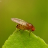 Vaisinė muselė - Drosophila transversa | Fotografijos autorius : Romas Ferenca | © Macrogamta.lt | Šis tinklapis priklauso bendruomenei kuri domisi makro fotografija ir fotografuoja gyvąjį makro pasaulį.