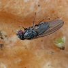 Vaismusė - Drosophila obscura | Fotografijos autorius : Gintautas Steiblys | © Macrogamta.lt | Šis tinklapis priklauso bendruomenei kuri domisi makro fotografija ir fotografuoja gyvąjį makro pasaulį.