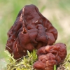 Valgomasis bobausis - Gyromitra esculenta | Fotografijos autorius : Gintautas Steiblys | © Macrogamta.lt | Šis tinklapis priklauso bendruomenei kuri domisi makro fotografija ir fotografuoja gyvąjį makro pasaulį.