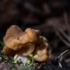 Valgomasis bobausis - Gyromitra esculenta | Fotografijos autorius : Dalia Račkauskaitė | © Macrogamta.lt | Šis tinklapis priklauso bendruomenei kuri domisi makro fotografija ir fotografuoja gyvąjį makro pasaulį.