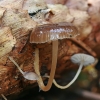 Valgomasis tampriukas - Strobilurus esculentus | Fotografijos autorius : Gintautas Steiblys | © Macrogamta.lt | Šis tinklapis priklauso bendruomenei kuri domisi makro fotografija ir fotografuoja gyvąjį makro pasaulį.
