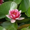 Vandens lelija - Nymphaea 'Attraction'  | Fotografijos autorius : Gintautas Steiblys | © Macrogamta.lt | Šis tinklapis priklauso bendruomenei kuri domisi makro fotografija ir fotografuoja gyvąjį makro pasaulį.