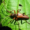 Variable Longhorn Beetle - Stenocorus meridianus (Linnaeus, 1758) | Fotografijos autorius : Vitalii Alekseev | © Macronature.eu | Macro photography web site
